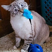 Luna Elizabeth is registered to the contest to win money with this photo: cat, kitten, pet, animal, blue_toy, feather_toy, ball_toy, curious, head_tilt, sitting, indoors, carpet, wooden_door, laundry_basket, whiskers, fur, blue_eyes, playful, home, portrait