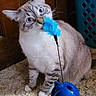 cat, kitten, pet, animal, blue_toy, feather_toy, ball_toy, curious, head_tilt, sitting, indoors, carpet, wooden_door, laundry_basket, whiskers, fur, blue_eyes, playful, home, portrait