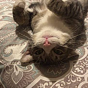 Kit Kat joined the competition — help win amazing prizes! cat, tabby, pet, animal, bedspread, pattern, indoor, fur, whiskers, paws, relaxed, cute, lying_down, upside_down, domestic_cat, mammal, feline, resting, cozy, playful