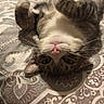 cat, tabby, pet, animal, bedspread, pattern, indoor, fur, whiskers, paws, relaxed, cute, lying_down, upside_down, domestic_cat, mammal, feline, resting, cozy, playful