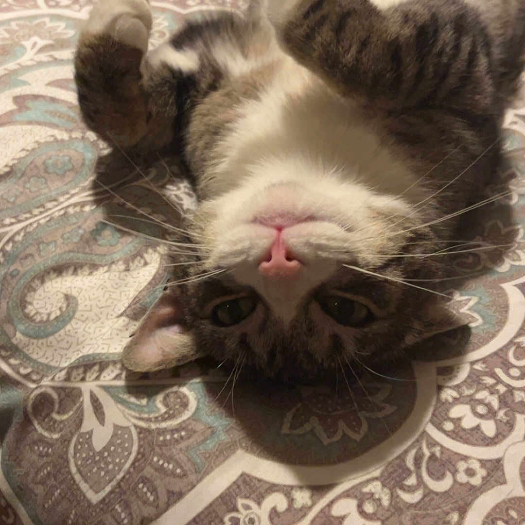Kit Kat