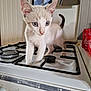 Lady a rejoint le concours — aidez-le/la à gagner de superbes lots ! kitten, cat, gas_stove, kitchen, curious, blue_eyes, pet, indoor, appliance, white_fur, young, exploring, domestic, animal, feline, cooking_area, countertop, background_towel, red_cans, closeup