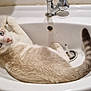 Lady participe au concours pour gagner de l'argent avec cette photo : cat, blue_eyes, sink, bathroom, pet, animal, white, beige, curious, relaxed, fur, tail, ears, domestic_cat, indoor, cute, looking_up, resting, whiskers, mammal