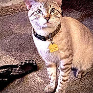 Zachooo joined the competition — help win amazing prizes! cat, indoor, carpet, collar, tag, slipper, pet, animal, fur, blue_eyes, striped, whiskers, mammal, domestic, cute, curious, floor, sitting, paw, feline