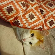 Alicia a rejoint le concours — aidez-le/la à gagner de superbes lots ! animal, blanket, cat, comfort, cozy, curious, cute, face, fur, hideout, indoor, orange_pattern, patterned_fabric, pet, relaxed, resting, soft_texture, warm, white_fur, yellow_fur