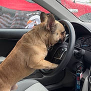 Ace is registered to the contest to win money with this photo: dog, french_bulldog, car_interior, steering_wheel, seat, rain_drops, window, dashboard, gear_shift, keychain, rainy_weather, pet, animal, vehicle, side_mirror, ear, fur, paw, cute, indoor