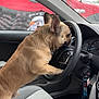 dog, french_bulldog, car_interior, steering_wheel, seat, rain_drops, window, dashboard, gear_shift, keychain, rainy_weather, pet, animal, vehicle, side_mirror, ear, fur, paw, cute, indoor