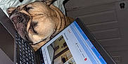 Ace joined the competition — help win amazing prizes! dog, sleeping, laptop, bed, remote_control, phone, indoor, furniture, door, blanket, technology, pet, resting, keyboard, computer, household, cozy, casual, relaxed, brown_dog