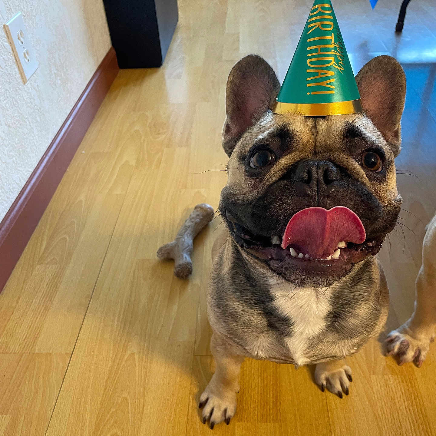 Ace is registered to the contest to win money with this photo: animal, birthday_hat, canine, celebration, chew_toy, cute, dog, domestic, ears, french_bulldog, happy, indoor, looking_up, paw, pet, pet_toy, playful, smiling, tongue_out, wooden_floor