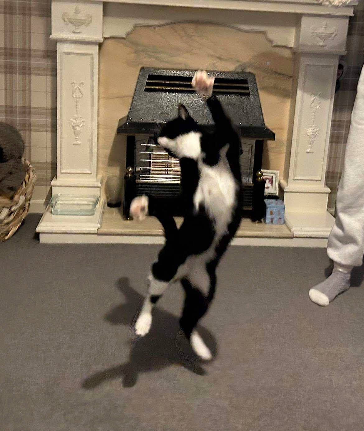 Shelly joined the competition — help win amazing prizes! automotive_design, automotive_exterior, canidae, carnivore, cat, claw, comfort, companion_dog, dog_breed, felidae, flooring, formal_wear, fur, paw, sitting, small_to_medium_sized_cats, snout, sporting_group, tail, whiskers