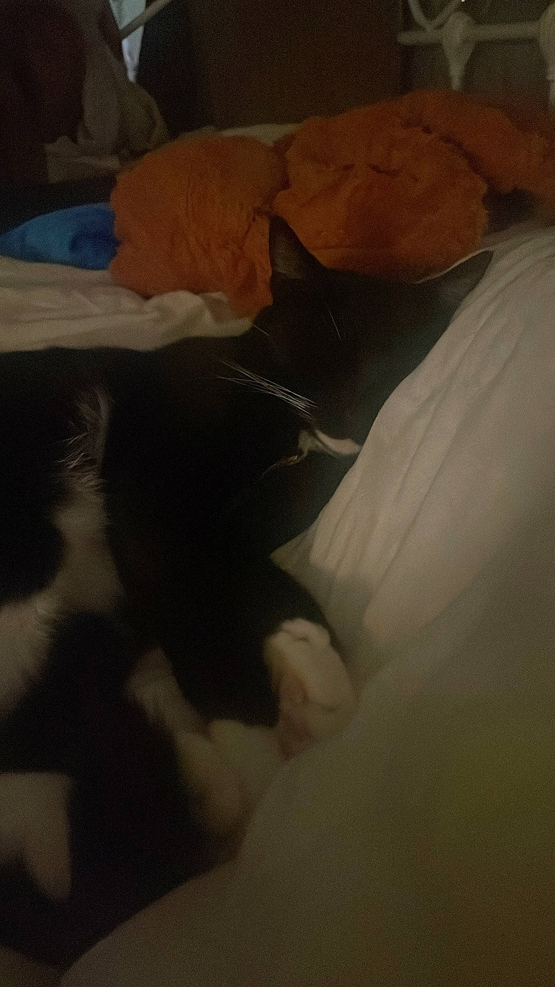 Shelly is registered to the contest to win money with this photo: bed_sheet, bedding, blanket, comfort, flooring, fur, hardwood, human_leg, landscape, linens, paw, peach, petal, rock, room, shadow, tail, tints_and_shades, wood