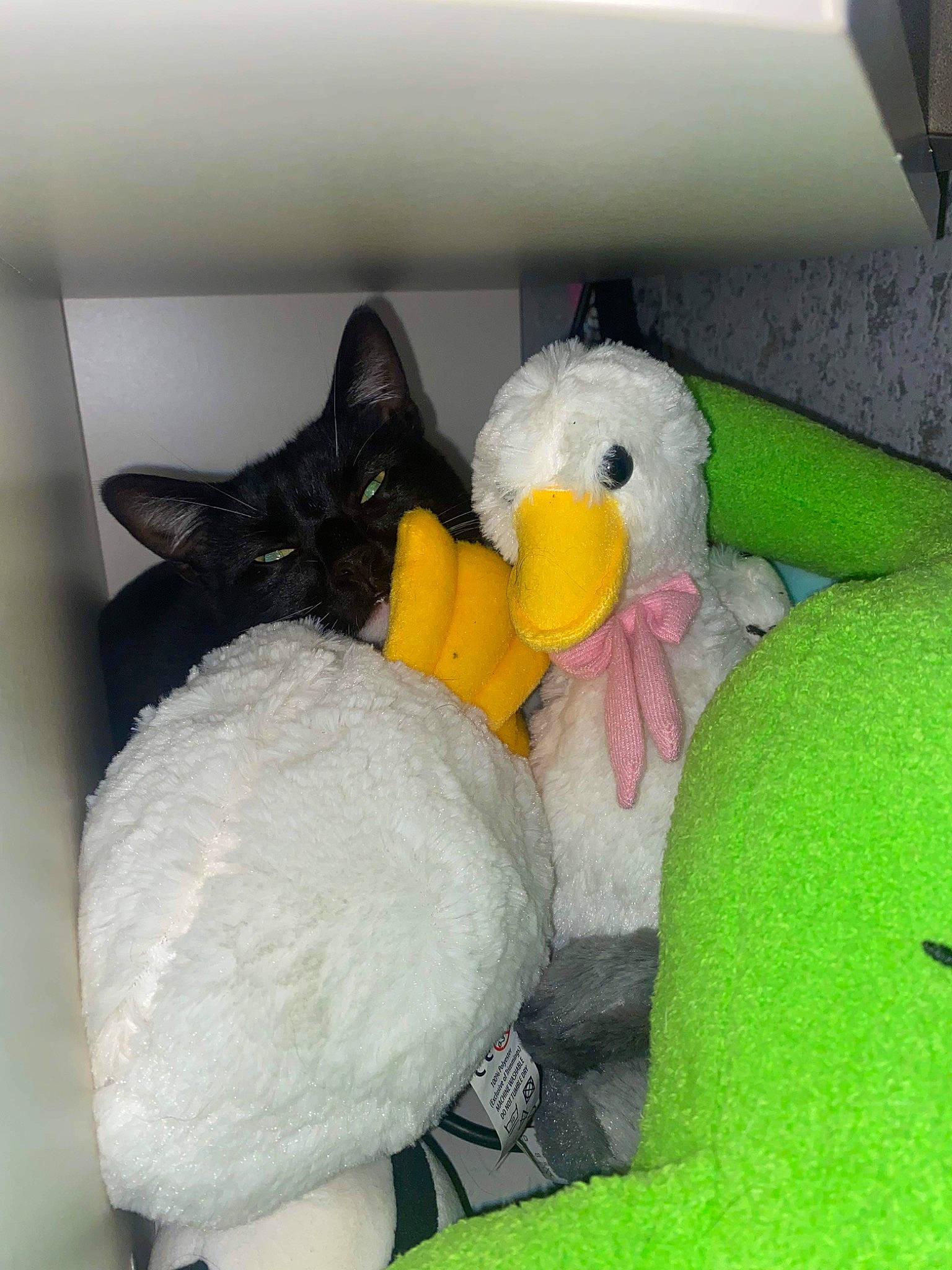 Shelly is registered to the contest to win money with this photo: baby_toys, beak, cat, comfort, companion_dog, felidae, fur, guinea_pig, linens, nap, pet_supply, plush, room, small_to_medium_sized_cats, stuffed_toy, tail, textile, toy, whiskers, wool