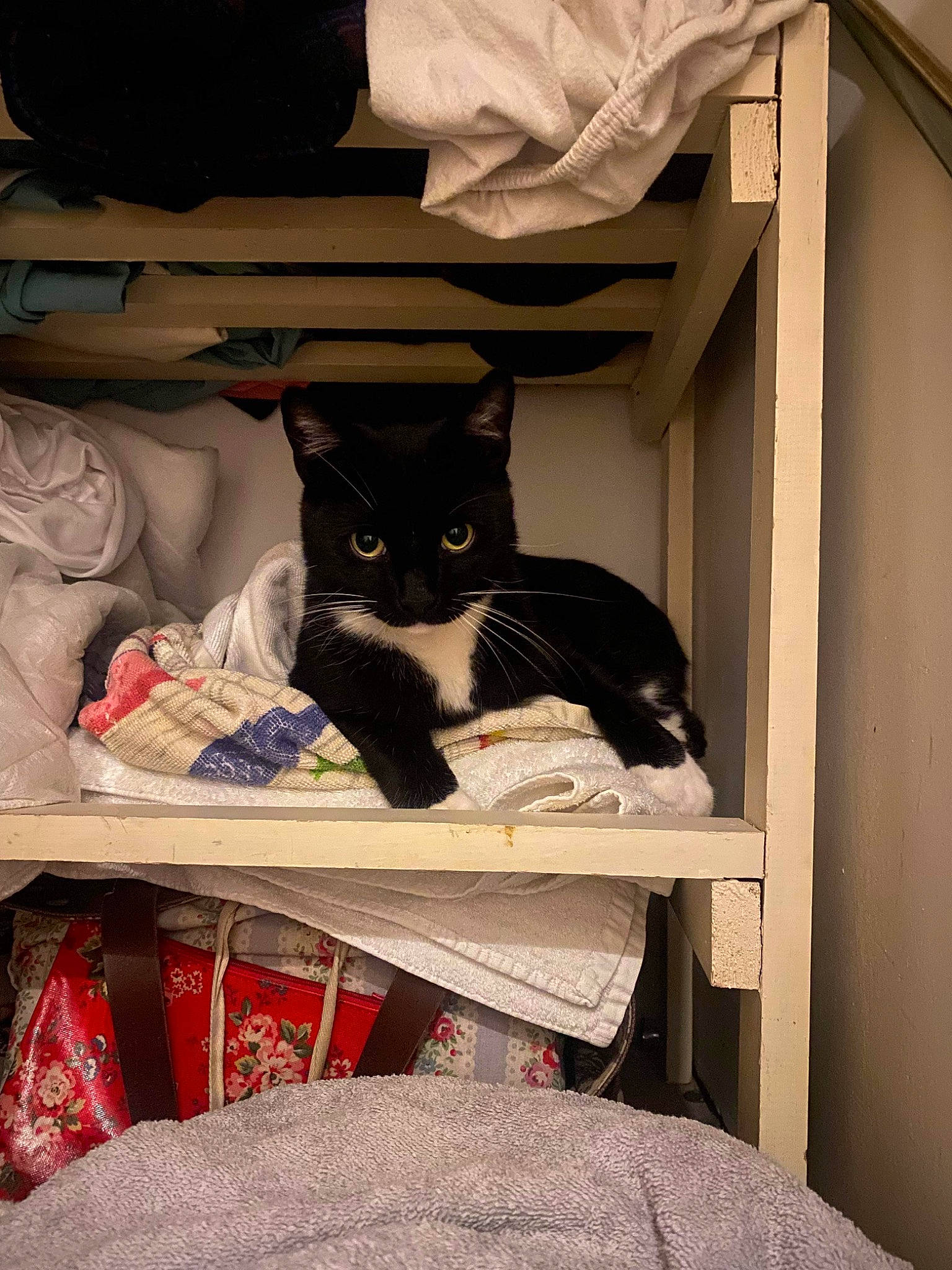 Shelly joined the competition — help win amazing prizes! bag, box, carmine, carnivore, cat, cat_supply, comfort, domestic_short_haired_cat, felidae, fur, grey, hardwood, linens, pattern, room, shelf, shelving, small_to_medium_sized_cats, whiskers, wood