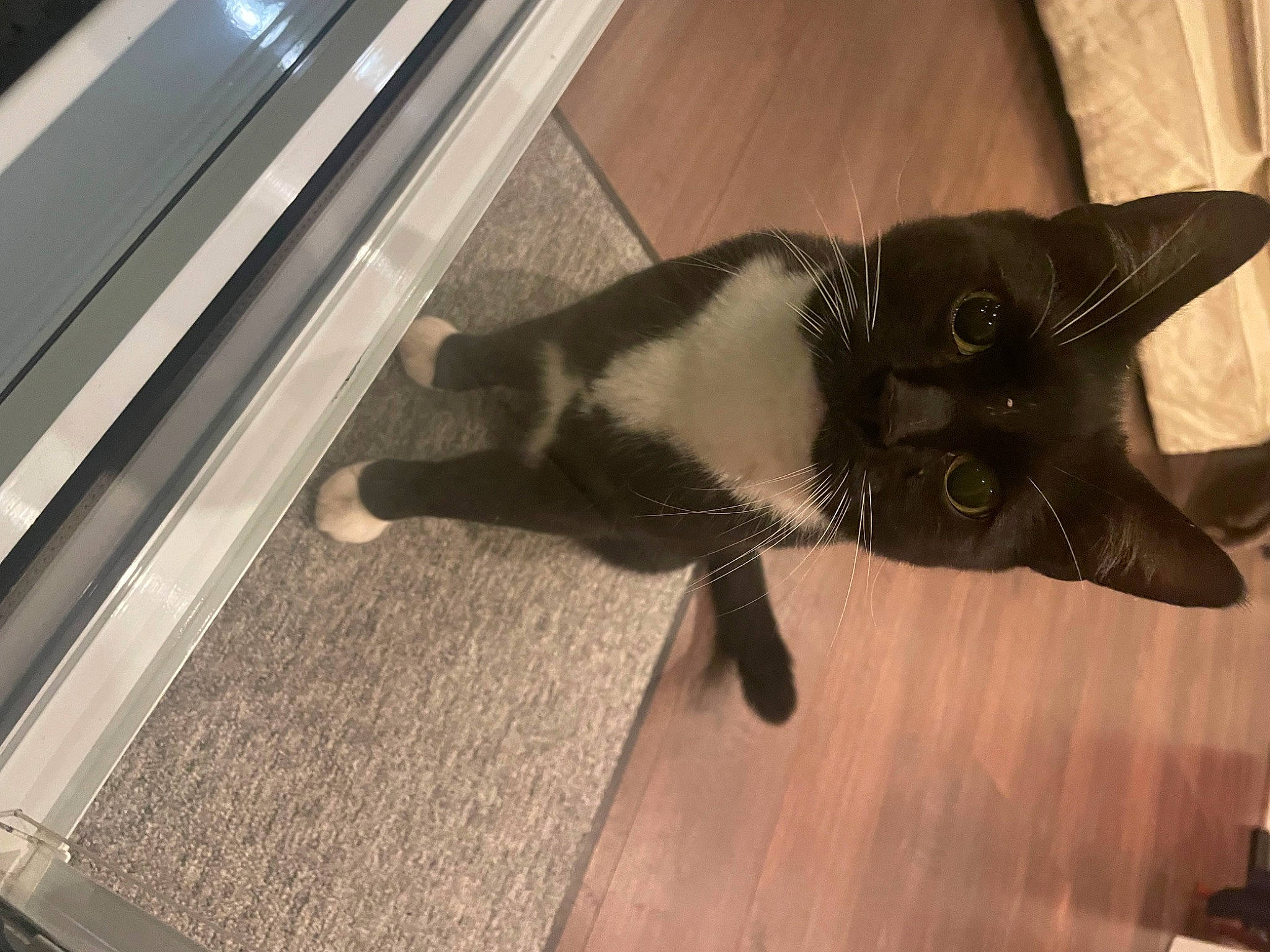 Shelly joined the competition — help win amazing prizes! black_cat, carnivore, cat, claw, comfort, dog_breed, domestic_short_haired_cat, felidae, flooring, fur, hardwood, head, paw, small_to_medium_sized_cats, snout, tail, whiskers, wood, wood_flooring