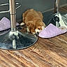 puppy, dog, indoor, floor, slipper, metallic, stool, wooden_floor, resting, sleepy, brown, white, pet, cute, cozy, animal, young, domestic_animal, fur, small