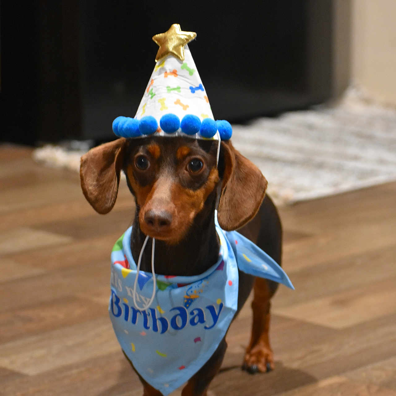 Norby joined the competition — help win amazing prizes! accessories, animal, beagle, bonnet, canine, clothing, cream, dessert, dog, footwear, hardwood, hat, hound, partyhat, pet, pointer, puppy, shoe, strap, wood