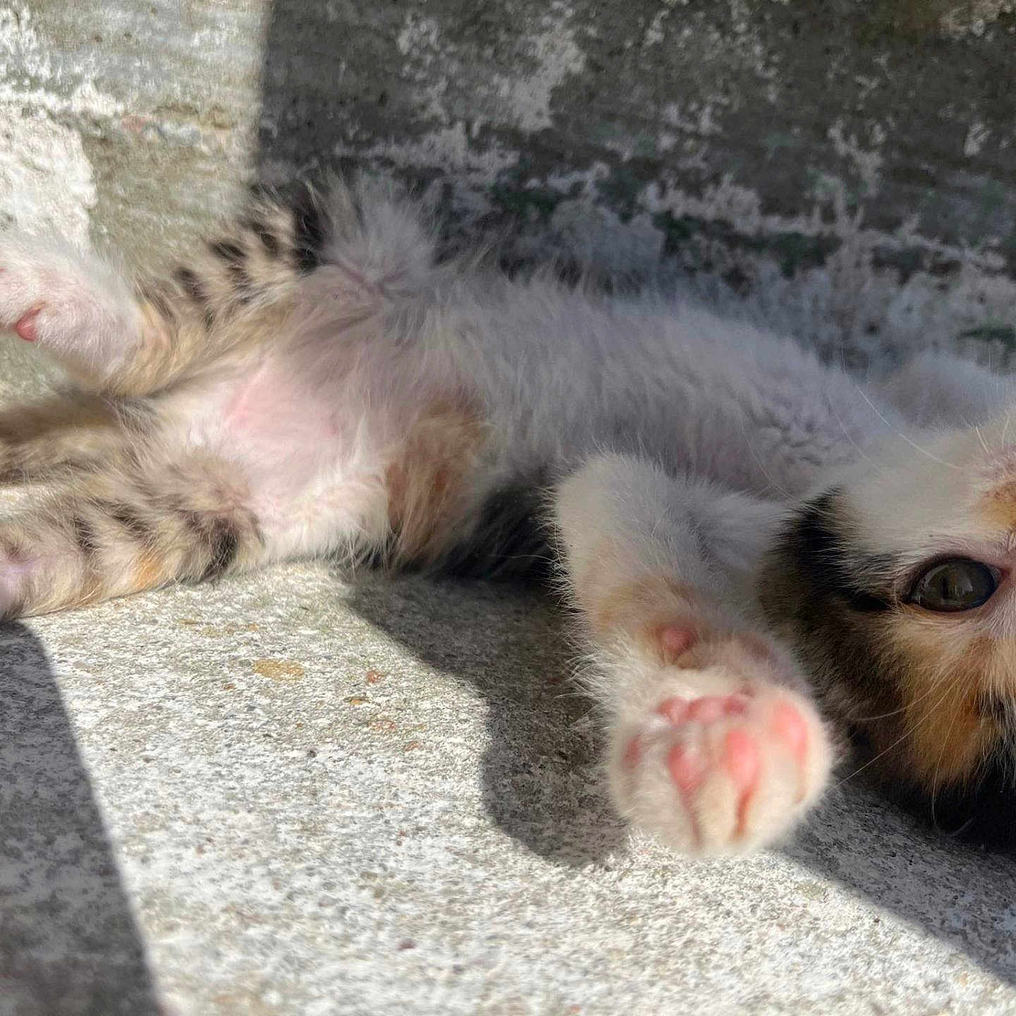 Aika a rejoint le concours — aidez-le/la à gagner de superbes lots ! animal, cat, close_up, concrete, cute, fluffy, fur, kitten, outdoor, paw, pet, pink_paw_pads, playful, relaxing, resting, shadow, sunlight, texture, whiskers, young_cat