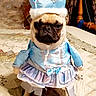 dog, pug, costume, dress, crown, blue, purple, pet, indoor, quilt, bedspread, fabric, animal, cute, sitting, portrait, funny, expression, clothing, pet_costume