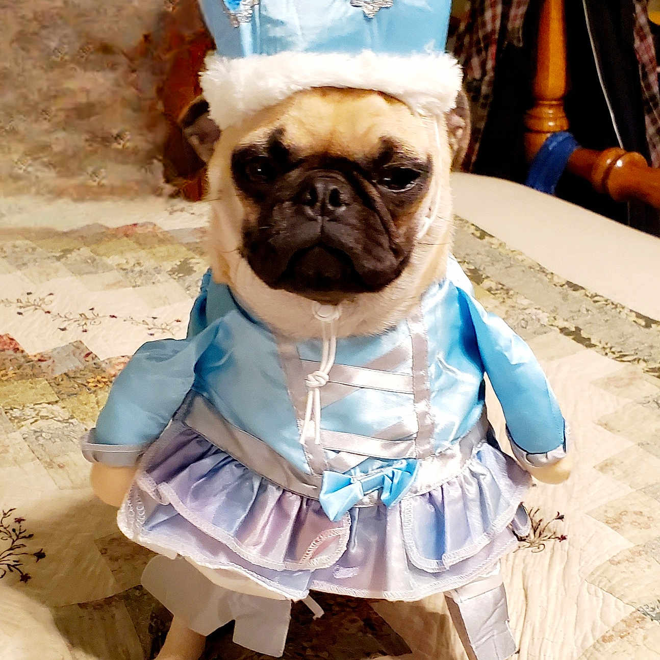 Sophia Marie is registered to the contest to win money with this photo: dog, pug, costume, dress, crown, blue, purple, pet, indoor, quilt, bedspread, fabric, animal, cute, sitting, portrait, funny, expression, clothing, pet_costume