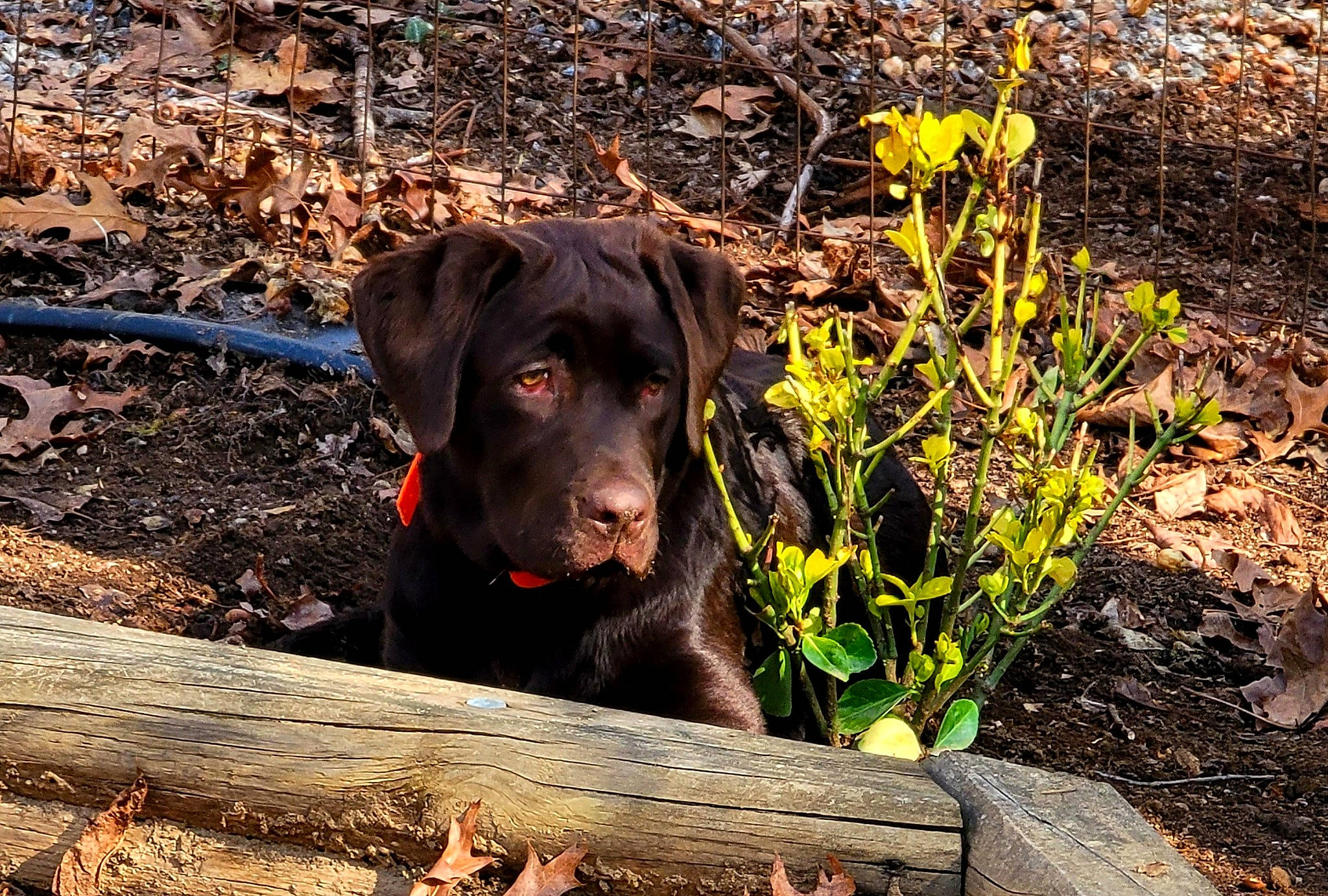 Benelli joined the competition — help win amazing prizes! annual_plant, borador, carnivore, companion_dog, dog, dog_breed, dog_collar, flower, grass, gun_dog, herbaceous_plant, landscape, liver, plant, retriever, snout, soil, terrestrial_animal, wood, working_animal