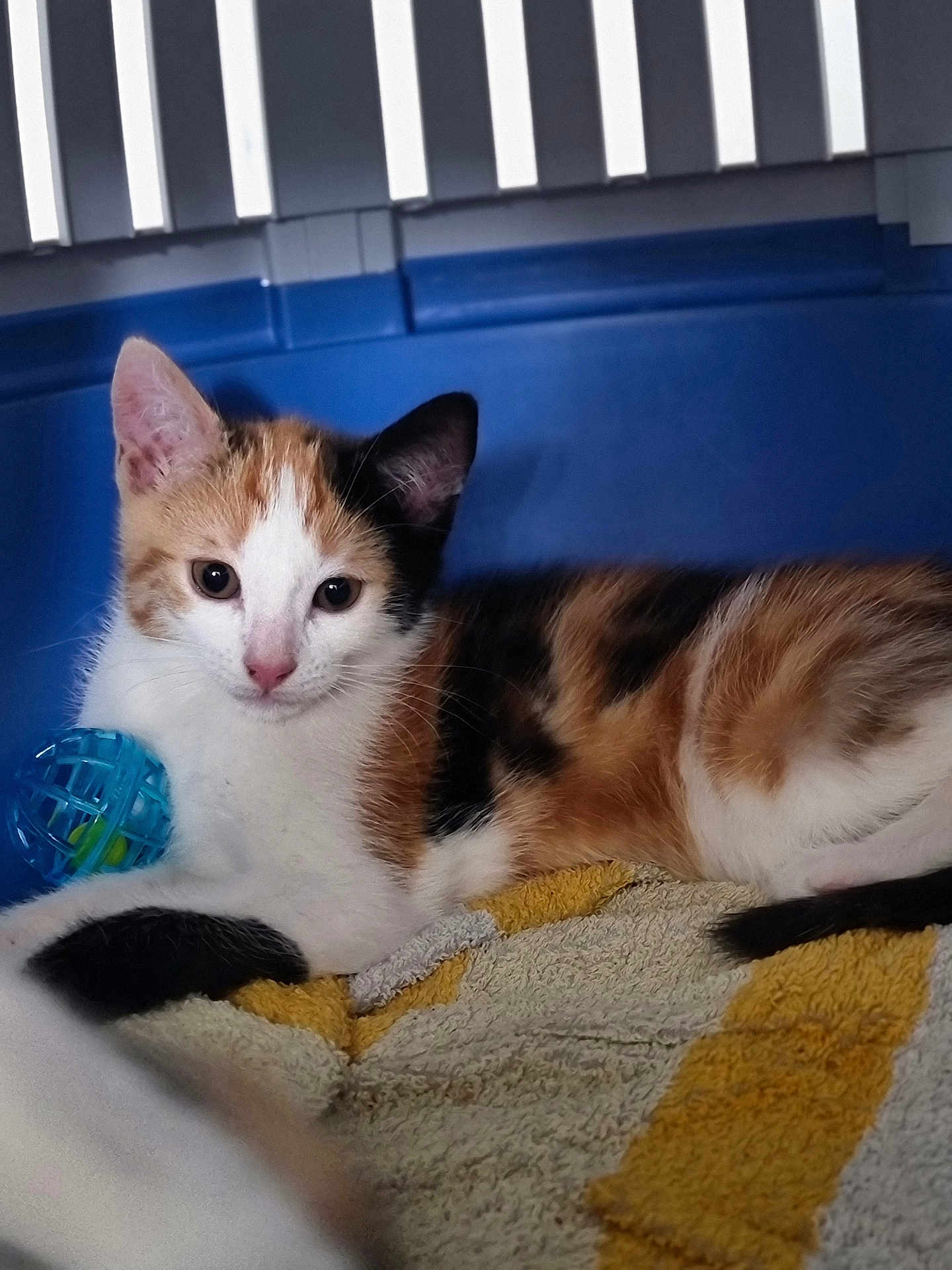 Lilo participe au concours pour gagner de l'argent avec cette photo : calico_cat, kitten, pet_carrier, blue, towel, toy_ball, indoor, feline, relaxed, young_cat, animal, cute, resting, closeup, domestic_cat, whiskers, pink_nose, fur, ears, playful