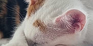Nala a rejoint le concours — aidez-le/la à gagner de superbes lots ! cat, kitten, sleeping, close_up, furry, ears, paw, soft_texture, resting, indoor, pet, animal, cute, feline, cozy, calm, white, orange_spots, gray_perch, companion