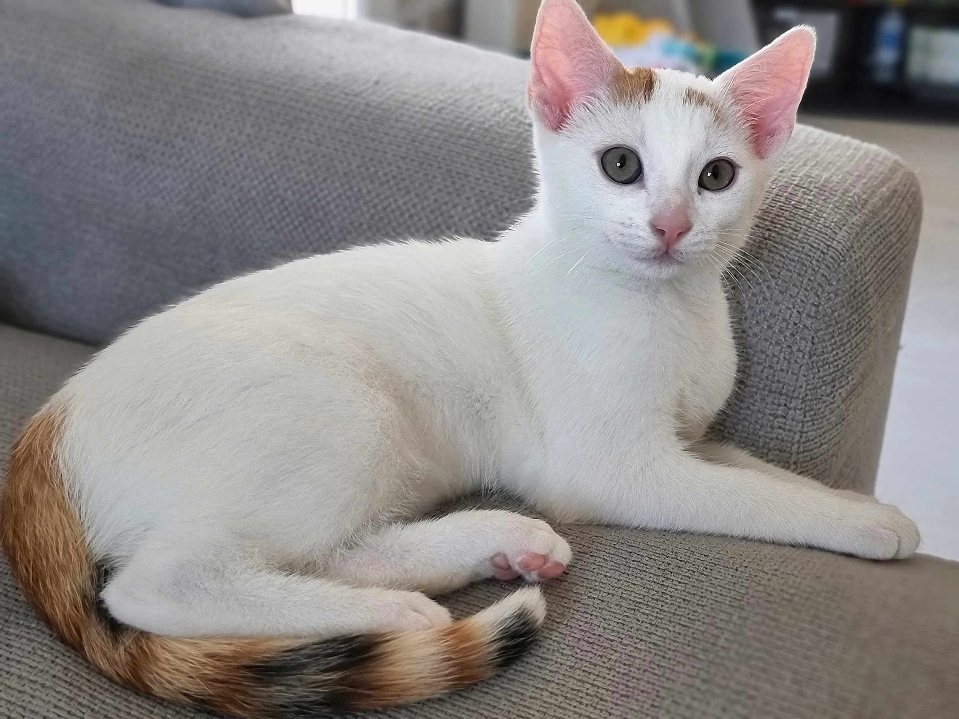 Nala a rejoint le concours — aidez-le/la à gagner de superbes lots ! cat, white_cat, orange_markings, black_markings, pet, animal, feline, cute, indoor, couch, furniture, resting, domestic_cat, young_cat, whiskers, ears, tail, paw, looking, relaxed