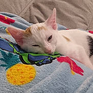 Nala participe au concours pour gagner de l'argent avec cette photo : cat, sleeping, blanket, pineapple_pattern, colorful, couch, indoor, pet, animal, white_cat, orange_patch, black_patch, cozy, resting, soft_texture, fur, ears, cute, relaxing, domestic