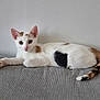 Nala participe au concours pour gagner de l'argent avec cette photo : cat, kitten, white_cat, brown_patches, black_patch, tail, paw, hand, gray_surface, texture, wall, indoor, pet, animal, cute, alert, relaxed, young_cat, domestic_cat, feline