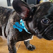 Patapouf participe au concours pour gagner de l'argent avec cette photo : dog, puppy, french_bulldog, brindle, collar, dog_tag, close_up, indoor, wooden_table, bag, ear, big_eyes, snout, pet, standing, cute, domestic_animal, fur, household, portrait