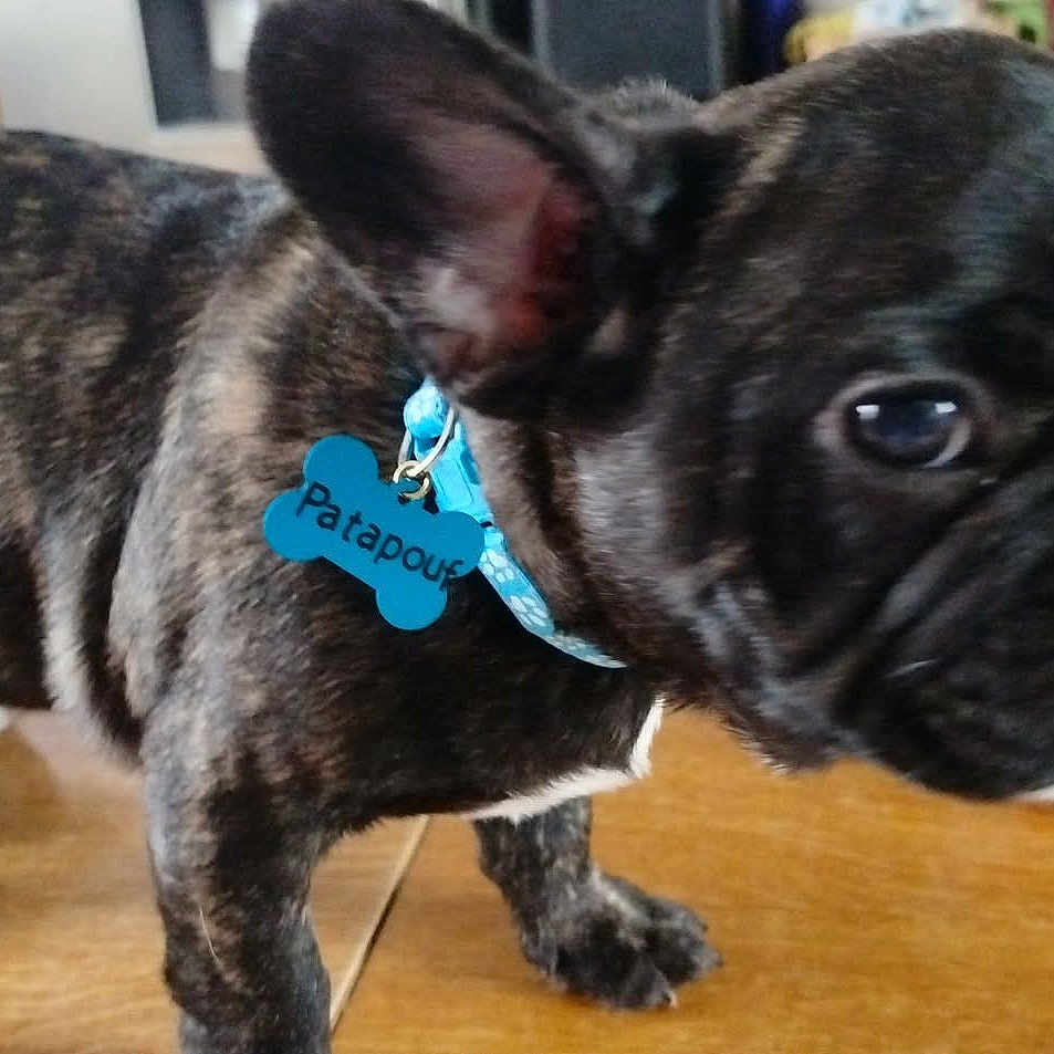 Patapouf participe au concours pour gagner de l'argent avec cette photo : bag, big_eyes, brindle, close_up, collar, cute, dog, dog_tag, domestic_animal, ear, french_bulldog, fur, household, indoor, pet, portrait, puppy, snout, standing, wooden_table