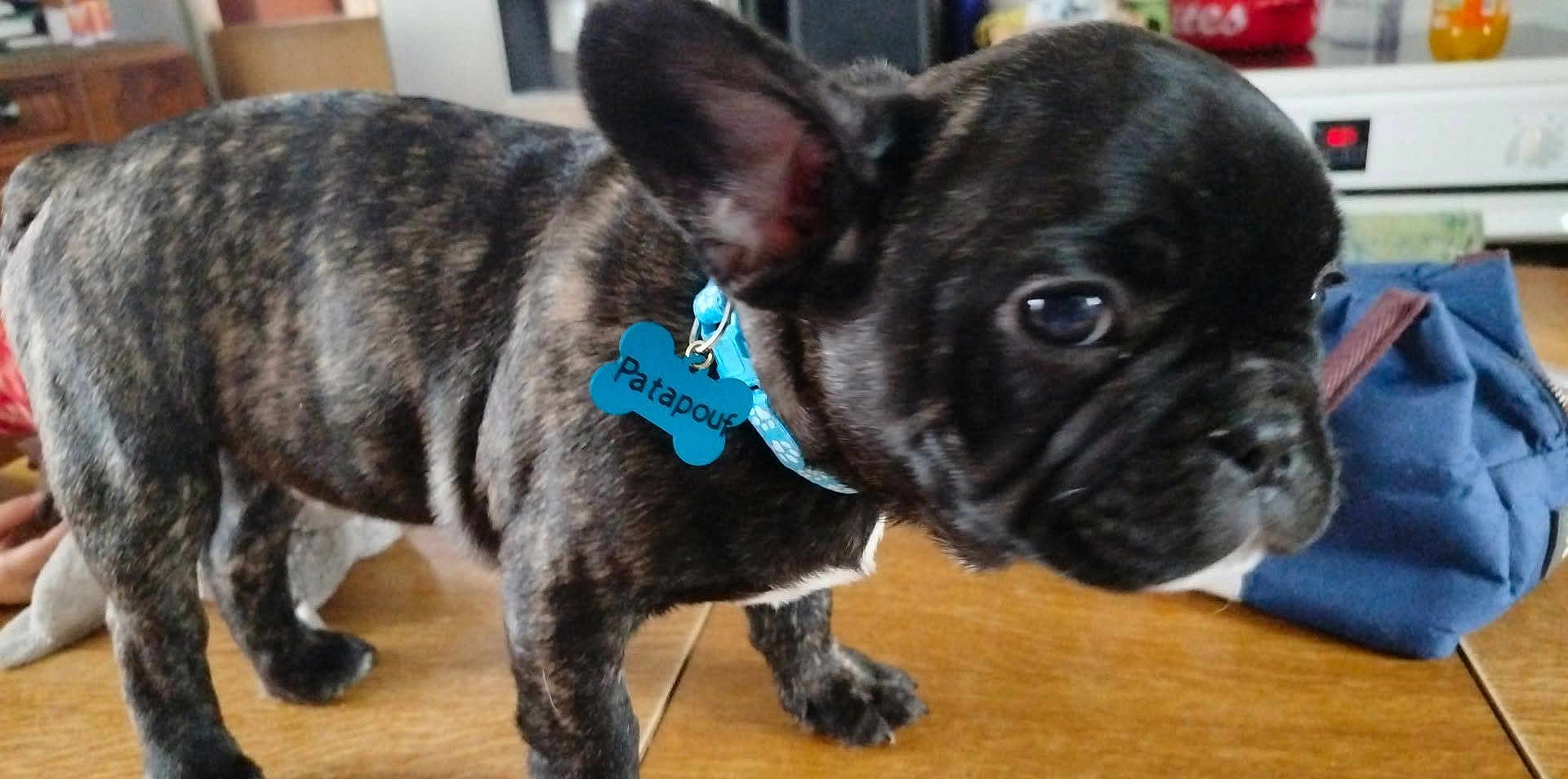 Patapouf participe au concours pour gagner de l'argent avec cette photo : dog, puppy, french_bulldog, brindle, collar, dog_tag, close_up, indoor, wooden_table, bag, ear, big_eyes, snout, pet, standing, cute, domestic_animal, fur, household, portrait