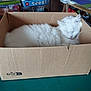 Chaussette Et Lili a rejoint le concours — aidez-le/la à gagner de superbes lots ! angora, animal, box, cardboard, carton, cat, chair, computer, electronics, furniture, hardwood, indoors, kitten, manx, package, packagedelivery, person, pet, sleeping, wood