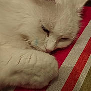 Chaussette Et Lili a rejoint le concours — aidez-le/la à gagner de superbes lots ! abyssinian, angora, animal, cat, computer, electronics, hardwood, homedecor, kitten, laptop, linen, manx, pc, person, pet, siamese, sleeping, towel, white, wood