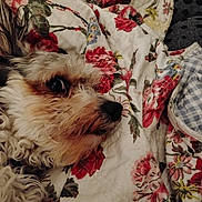 Luna joined the competition — help win amazing prizes! animal, bed, bedroom, blanket, canine, cockerspaniel, couch, cushion, dog, furniture, homedecor, indoors, linen, pattern, pet, poodle, puppy, quilt, room, terrier