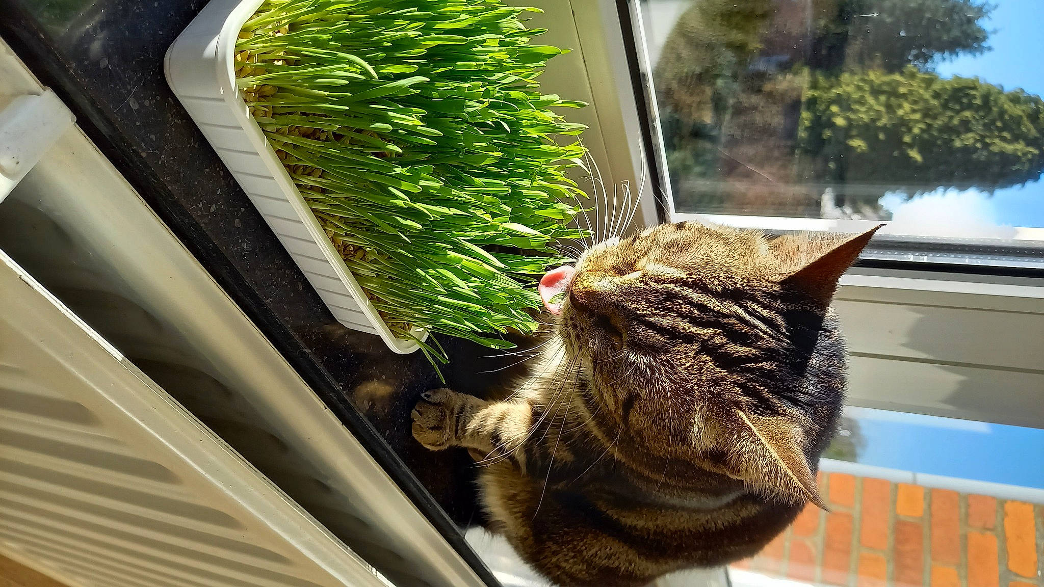 Zélie participe au concours pour gagner de l'argent avec cette photo : carnivore, cat, domestic_short_haired_cat, felidae, flowerpot, fur, grass, herb, houseplant, plant, plant_stem, small_to_medium_sized_cats, tail, terrestrial_plant, tree, twig, whiskers, window, wood