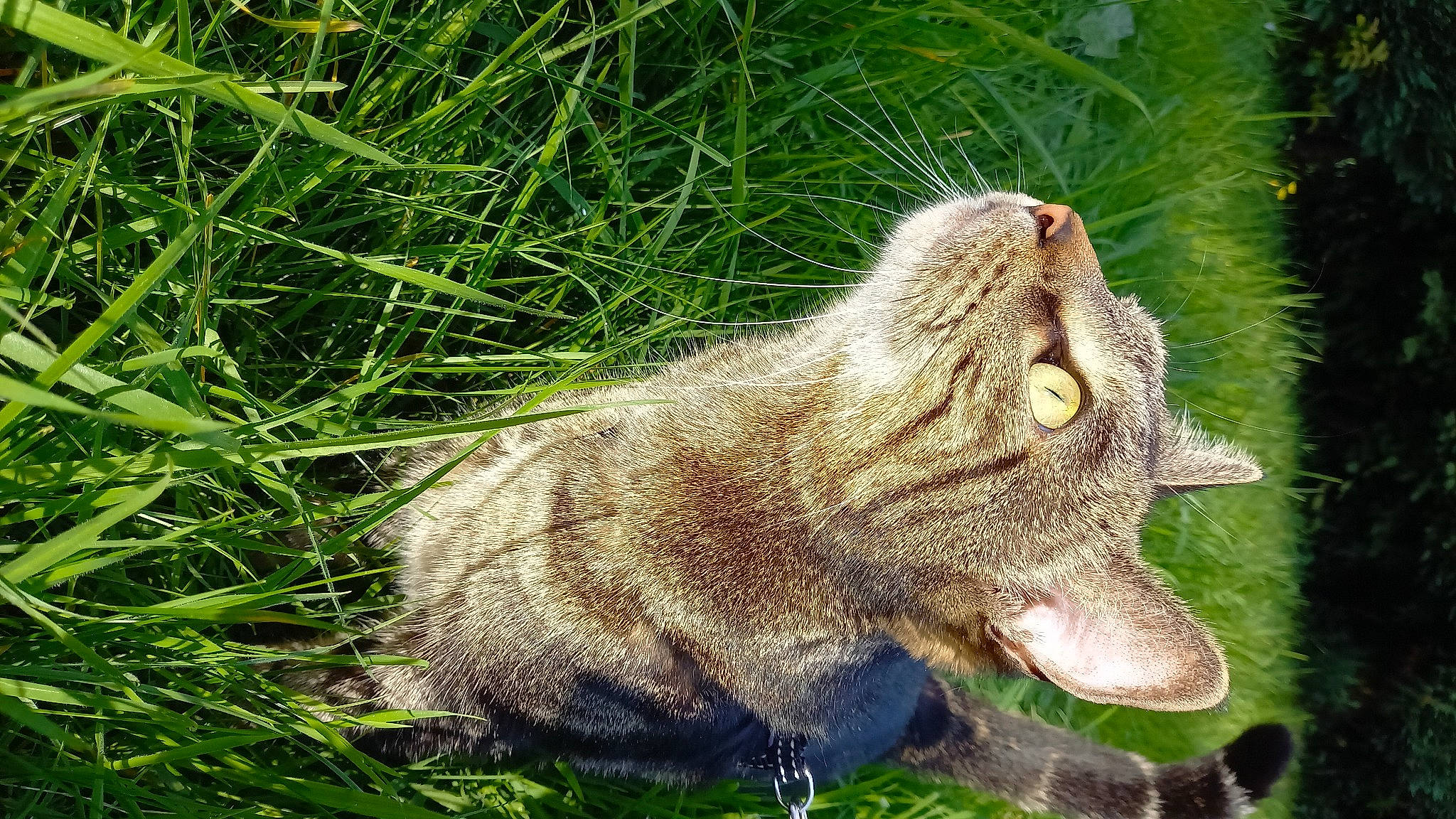 Zélie participe au concours pour gagner de l'argent avec cette photo : canidae, carnivore, claw, dog_breed, domestic_short_haired_cat, eye, fang, fawn, felidae, fur, grass, groundcover, plant, small_to_medium_sized_cats, snout, sporting_group, tail, terrestrial_animal, whiskers, wildlife