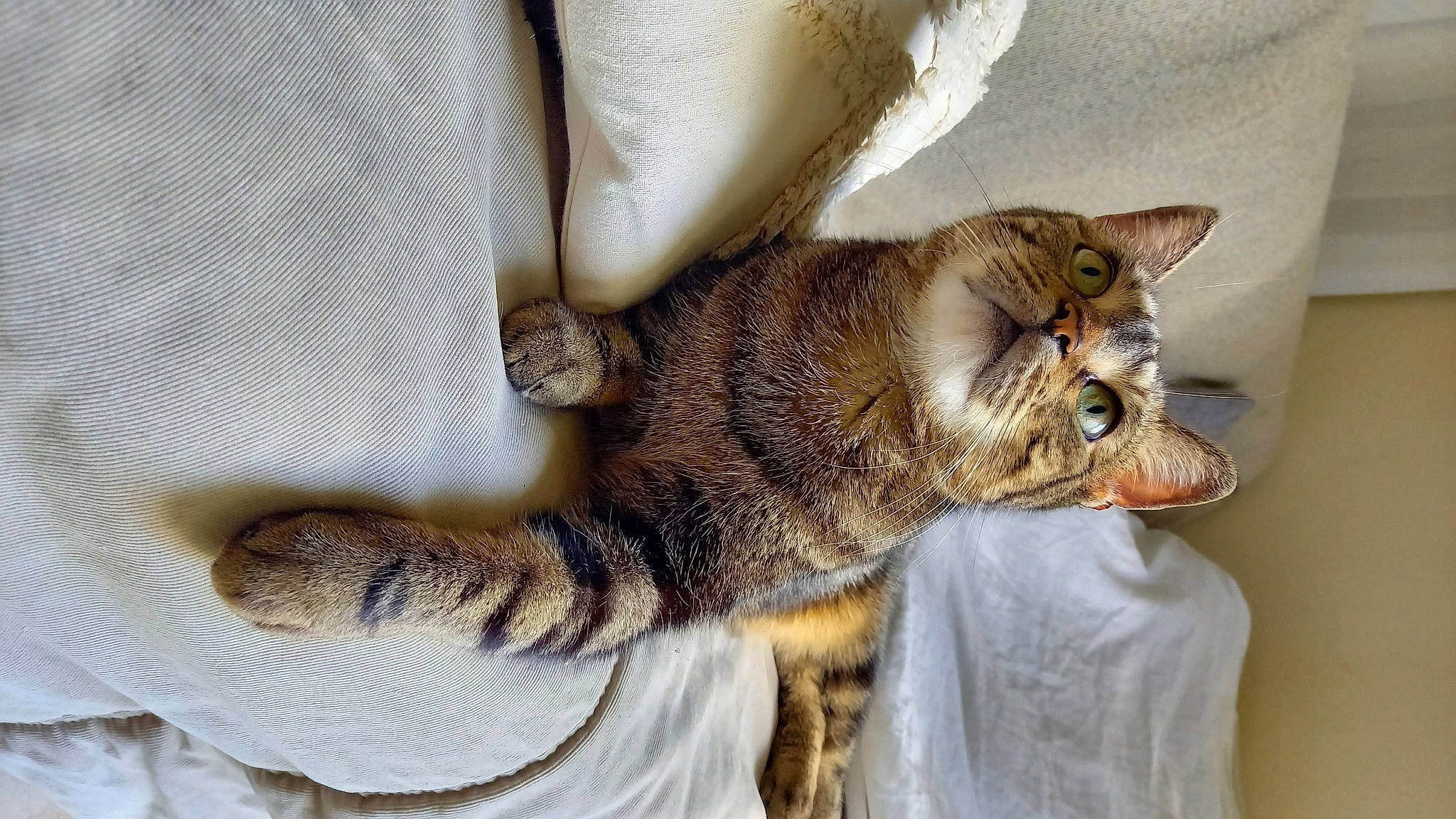 Zélie a rejoint le concours — aidez-le/la à gagner de superbes lots ! carnivore, cat, claw, comfort, domestic_short_haired_cat, felidae, fur, nap, paw, small_to_medium_sized_cats, snout, tail, terrestrial_animal, whiskers