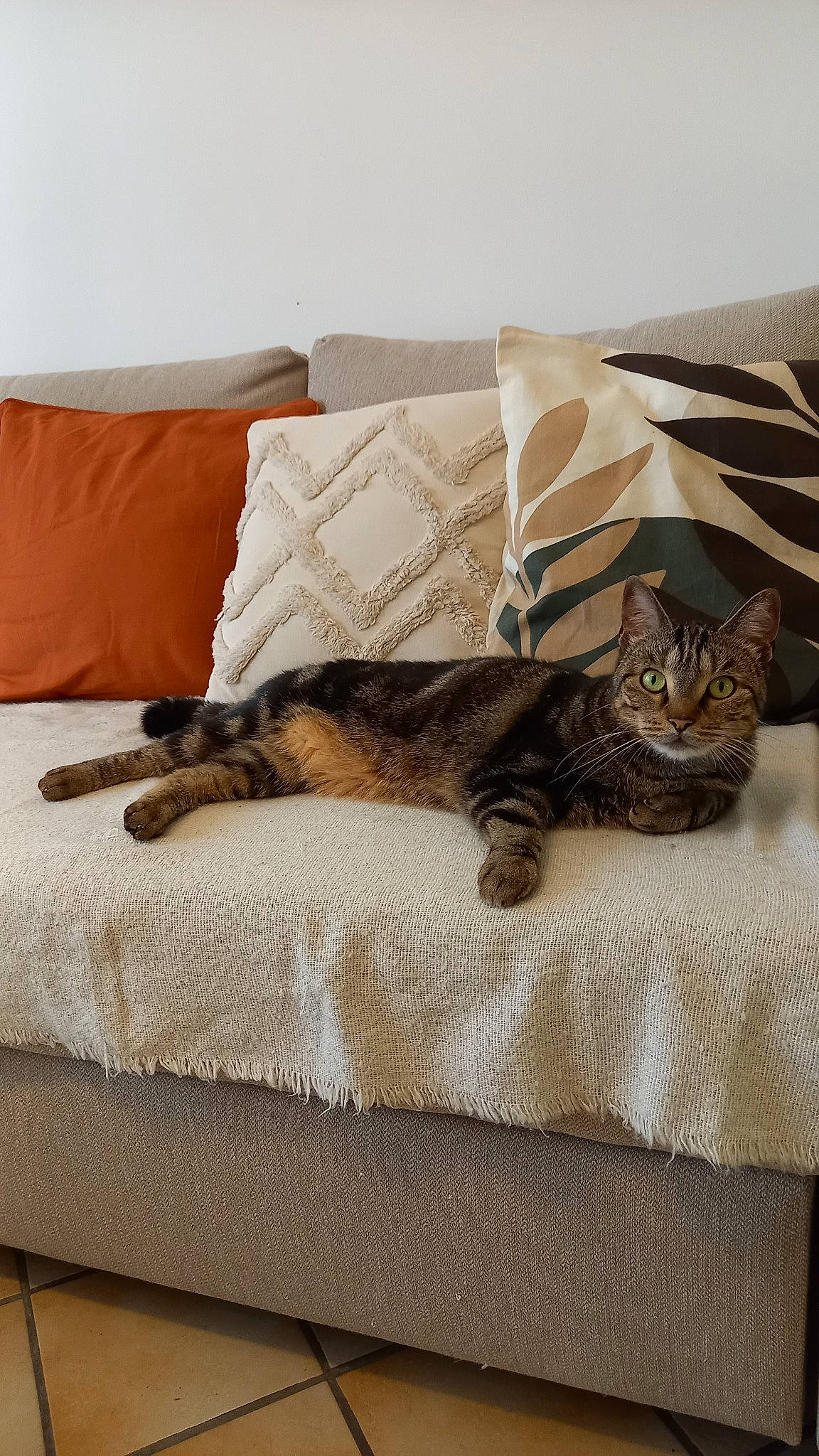 Zélie a rejoint le concours — aidez-le/la à gagner de superbes lots ! bed, bed_sheet, bedding, bedroom, carnivore, cat, comfort, domestic_short_haired_cat, felidae, floor, flooring, fur, grey, hardwood, linens, room, small_to_medium_sized_cats, tail, whiskers, wood