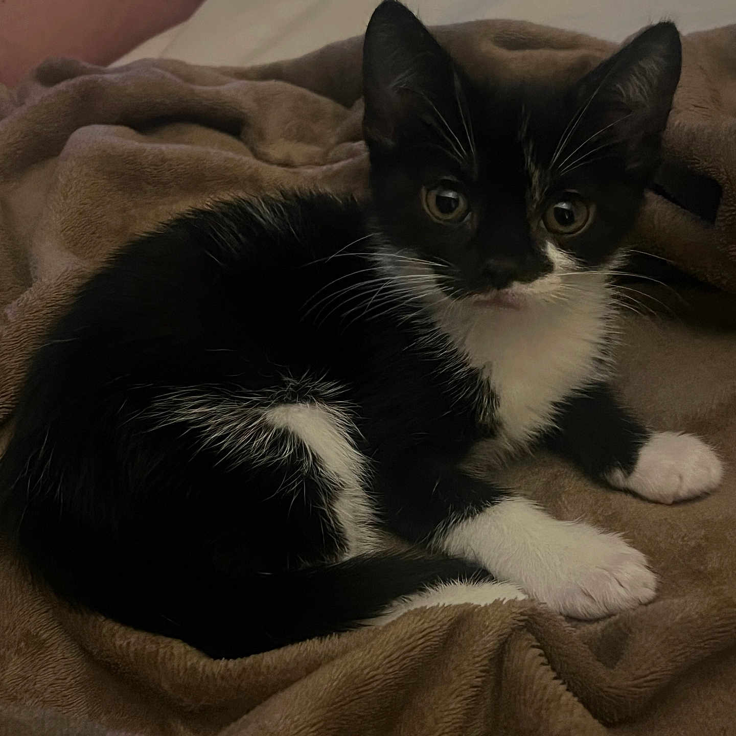 Milo is registered to the contest to win money with this photo: animal, black_and_white, blanket, cat, cozy, curious, cute, domestic, feline, fur, indoor, kitten, lying_down, paws, pet, resting, sleepy, soft, whiskers, young