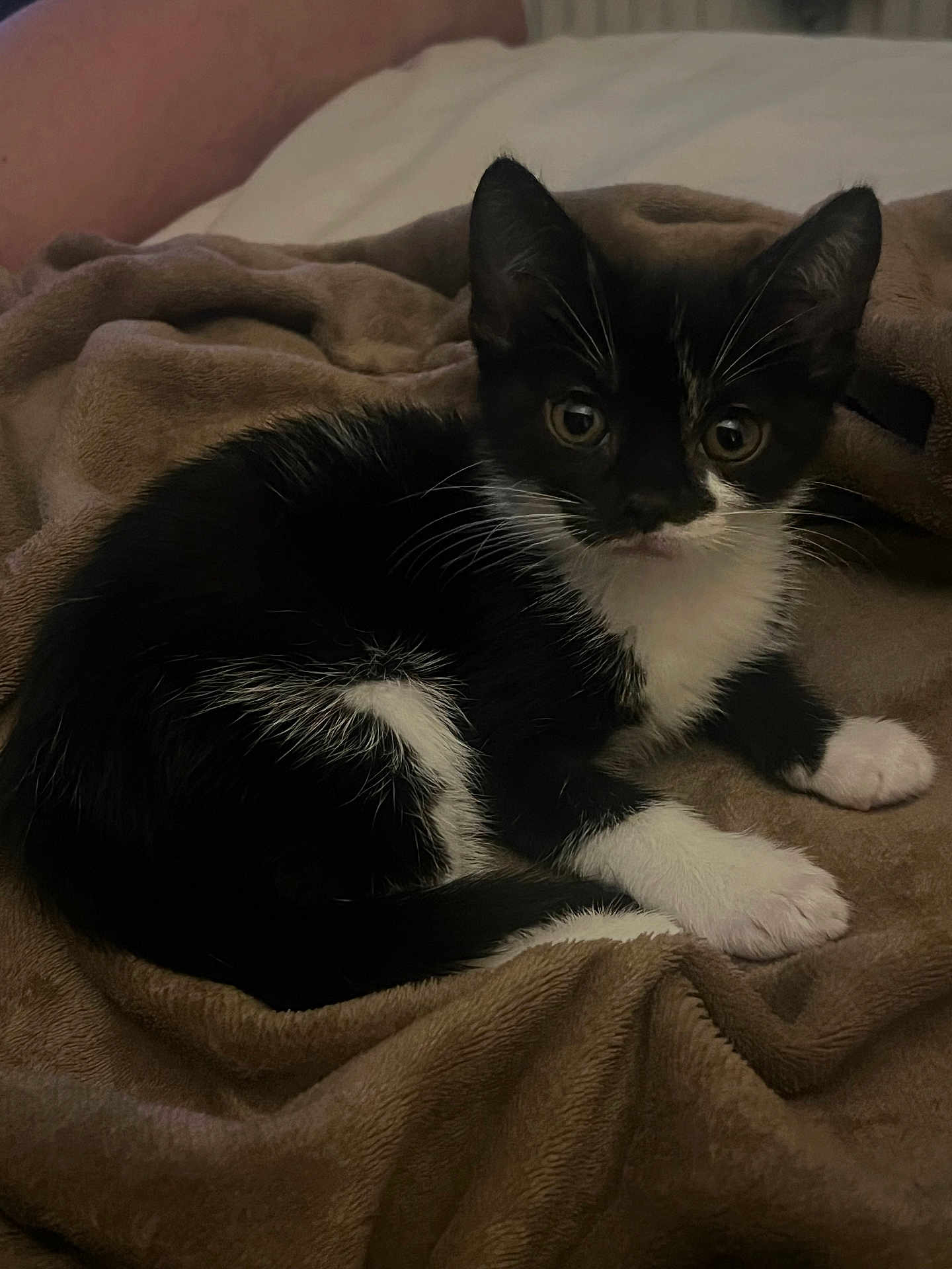 Milo is registered to the contest to win money with this photo: kitten, cat, black_and_white, animal, pet, feline, blanket, cozy, indoor, cute, fur, whiskers, paws, resting, young, domestic, sleepy, soft, curious, lying_down
