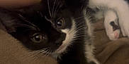 Milo is registered to the contest to win money with this photo: animal, black_and_white, blanket, cat, cozy, cute, domestic_animal, feline, fur, hand, indoor, kitten, paw, pet, relaxed, resting, soft, stretching, whiskers, young