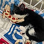 Milo is registered to the contest to win money with this photo: animal, bedspread, black_and_white, cat, close_up, cozy, cute, feline, giraffe_toy, indoor, kitten, napping, paw, pet, plush_toy, quiet, resting, sleeping, soft_toy, young_cat