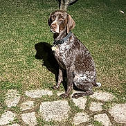 Mahina joined the competition — help win amazing prizes! dog, outdoor, night, grass, stone_path, tree, shadow, collar, pet, animal, sitting, speckled_coat, canine, nature, dark_background, illuminated, moss, quiet, calm, watchful