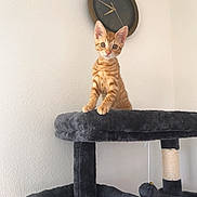 Pebbles joined the competition — help win amazing prizes! abyssinian, animal, architecture, building, cat, couch, face, furniture, head, indoors, interiordesign, kitten, livingroom, manx, person, pet, photography, plywood, portrait, wood