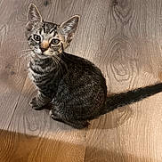 Bam Bam joined the competition — help win amazing prizes! abyssinian, animal, cat, computer, electronics, furniture, hardwood, indoors, interiordesign, kitten, laptop, manx, pc, pet, plywood, stainedwood, wood