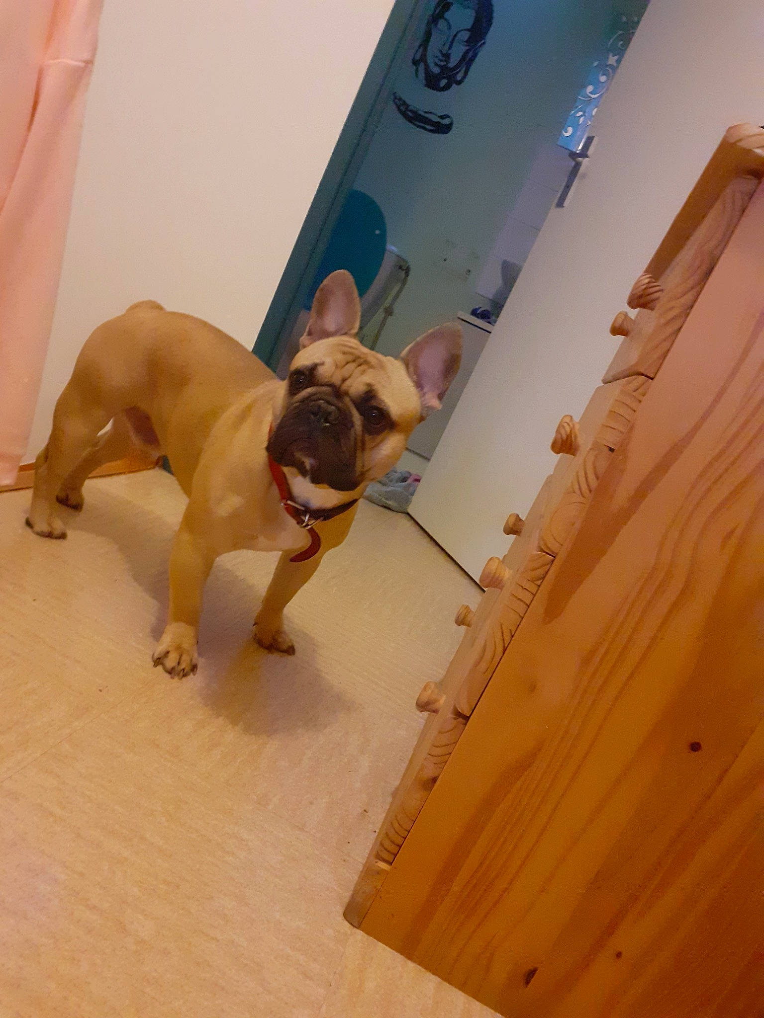 Nabble a rejoint le concours — aidez-le/la à gagner de superbes lots ! bulldog, canidae, carnivore, companion_dog, dog, dog_breed, fawn, floor, flooring, french_bulldog, hardwood, non_sporting_group, old_english_bulldog, olde_english_bulldogge, puggle, room, snout, wood