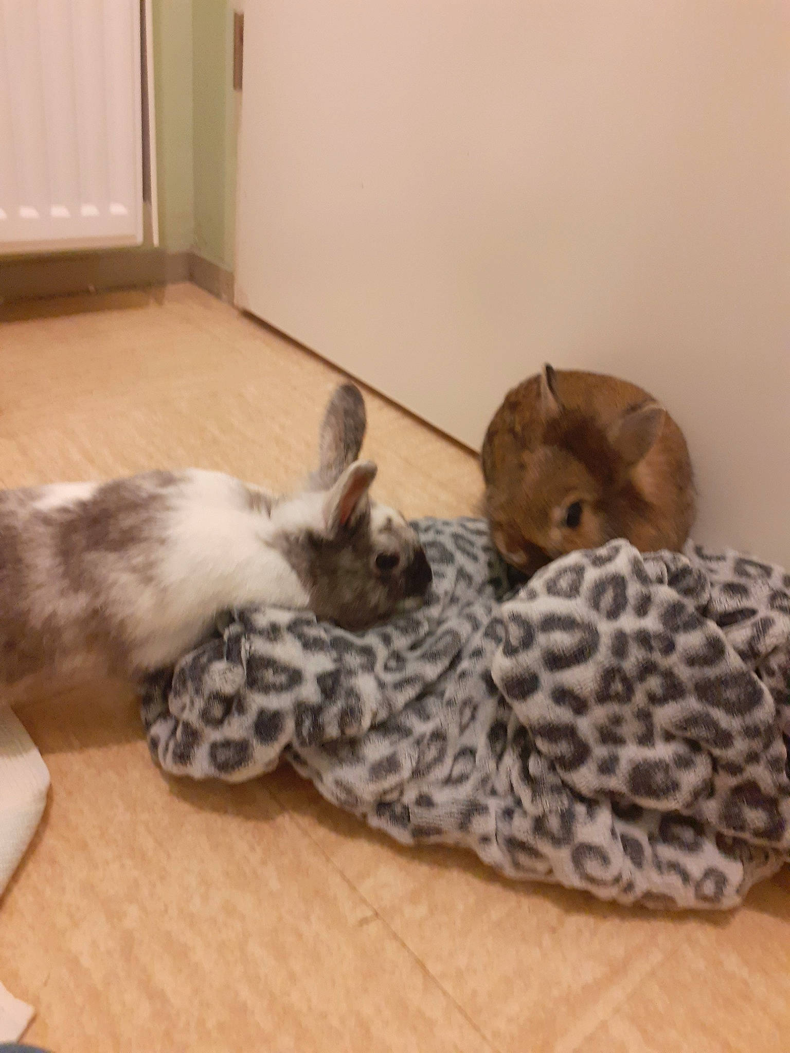 Nuage Amande Et Praline a rejoint le concours — aidez-le/la à gagner de superbes lots ! american_shorthair, bengal, british_shorthair, canidae, carnivore, cat, egyptian_mau, european_shorthair, fawn, felidae, kitten, maine_coon, mammal, norwegian_forest_cat, small_to_medium_sized_cats, tabby_cat, whiskers