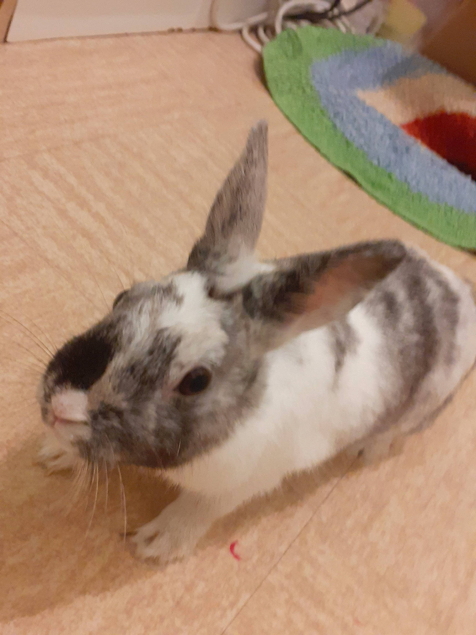 Nuage Amande Et Praline a rejoint le concours — aidez-le/la à gagner de superbes lots ! domestic_rabbit, ear, fawn, hare, mammal, organism, rabbit, rabbits_and_hares, snout, whiskers, wildlife