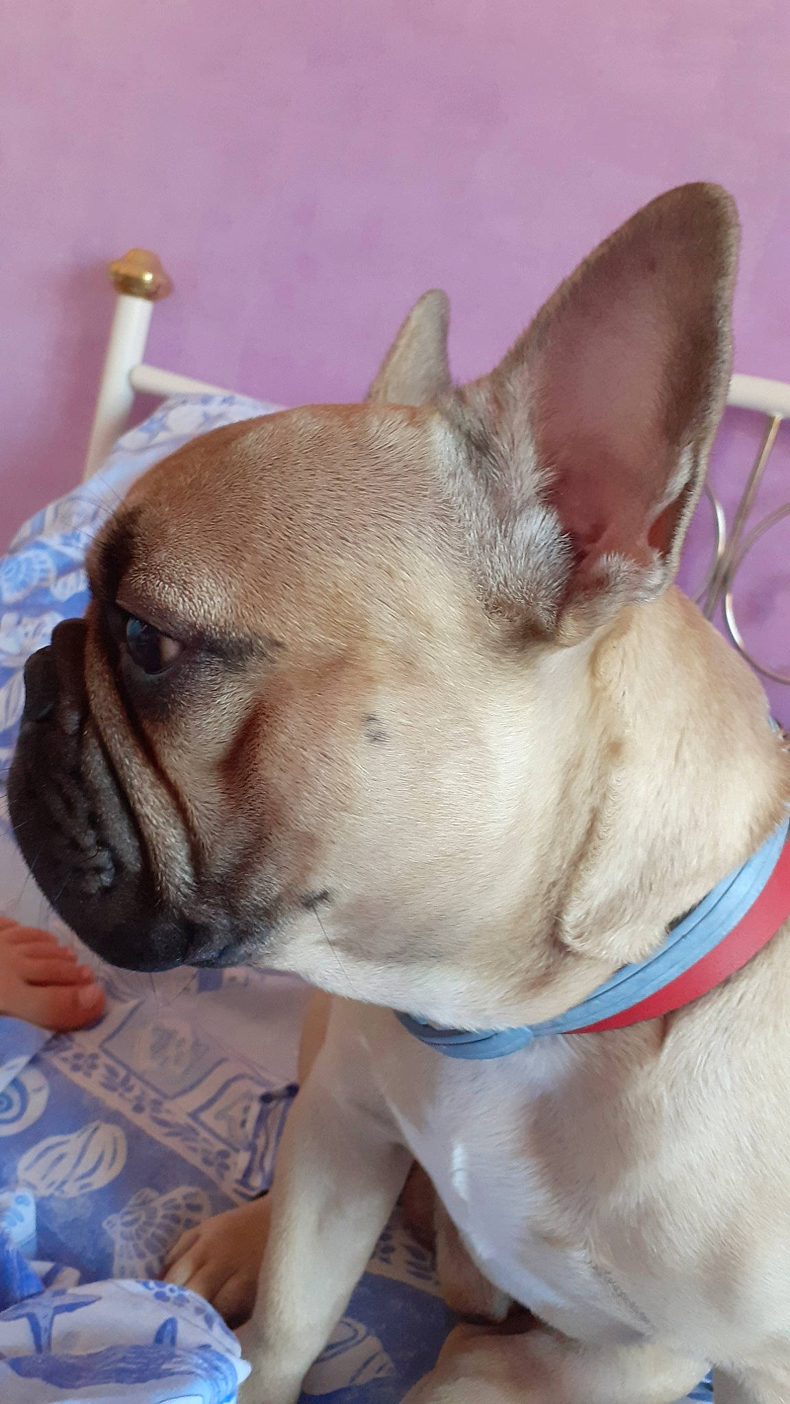 Nabble participe au concours pour gagner de l'argent avec cette photo : british_bulldogs, bulldog, canidae, carnivore, collar, companion_dog, dog, dog_breed, dog_collar, ear, fawn, french_bulldog, mammal, non_sporting_group, old_english_bulldog, rare_breed_dog, snout, toy_bulldog, vertebrate, whiskers